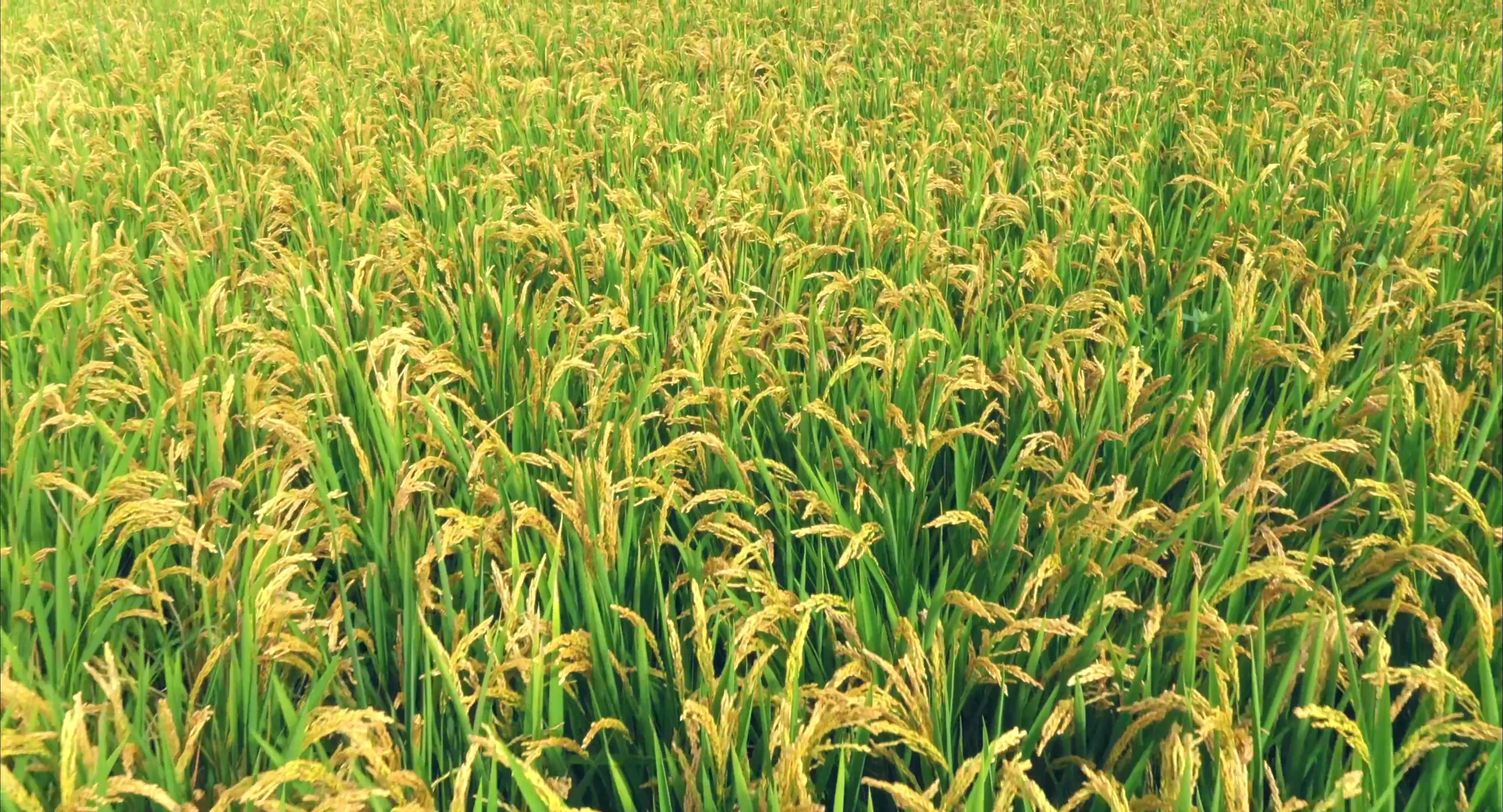 One-stop solutions for post-harvest grain processing